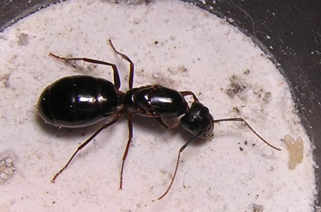 Reina de Camponotus sp.