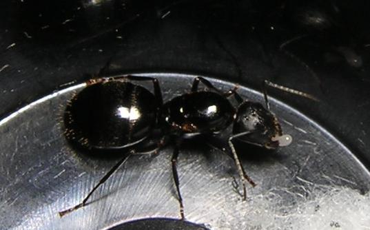 Reina de Camponotus sp.