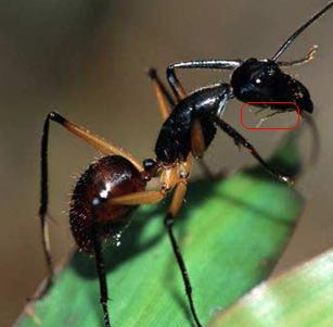 camponotus