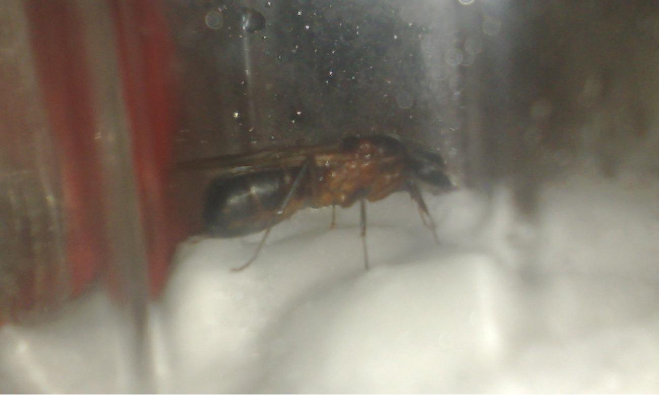 reina camponotus1