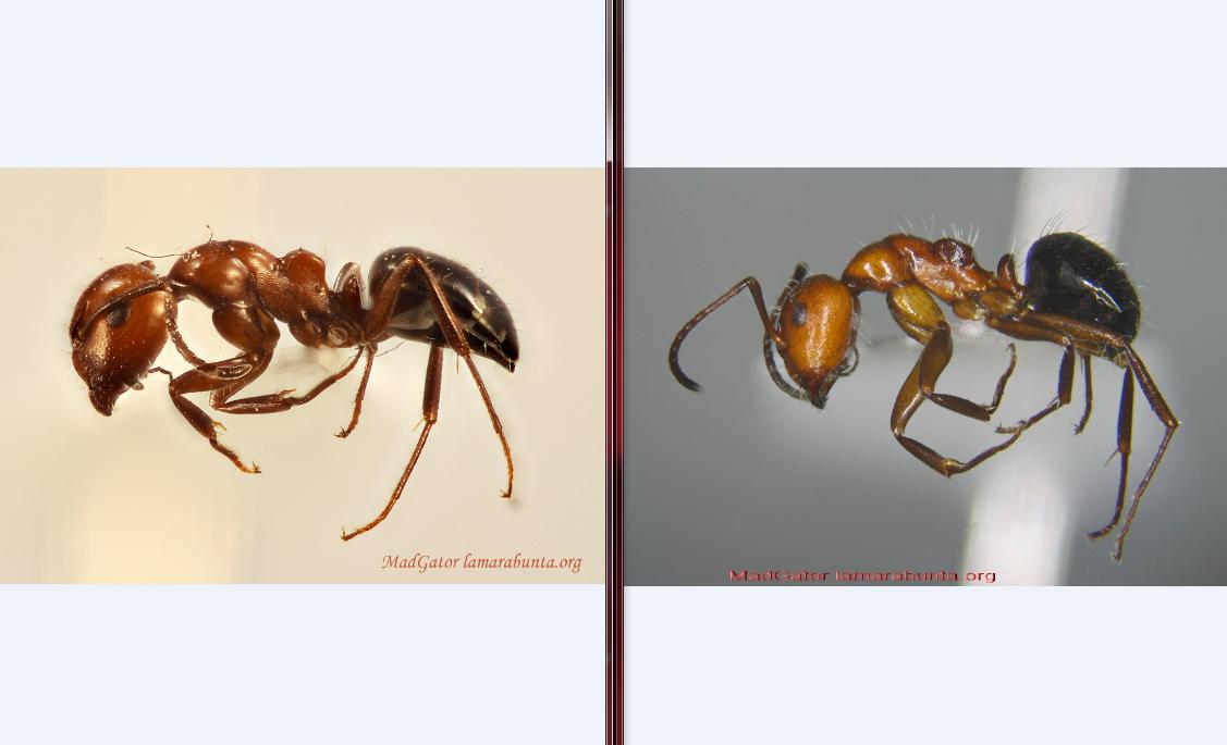 camponotus