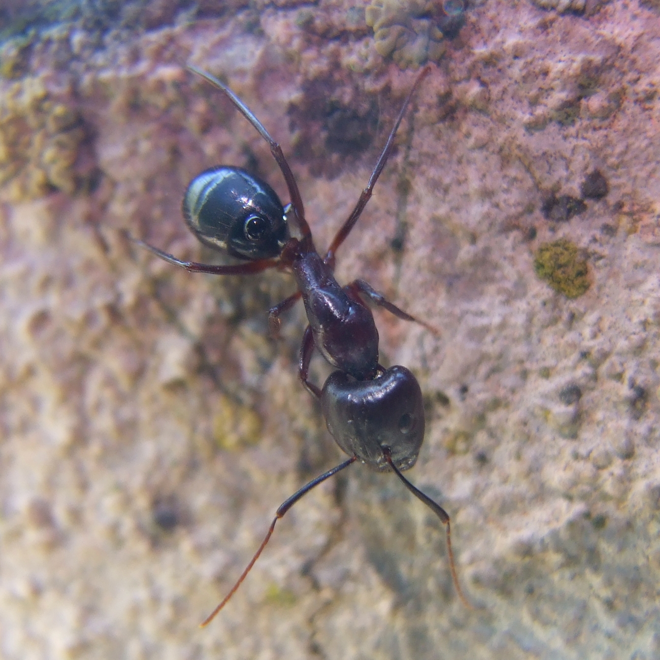 !Camponotus sp.2
