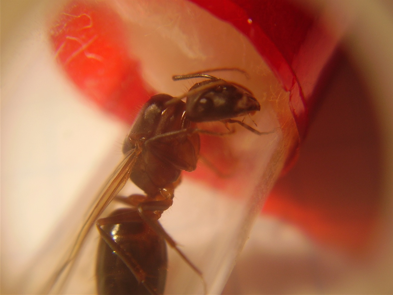 Camponotus barbaricus?1