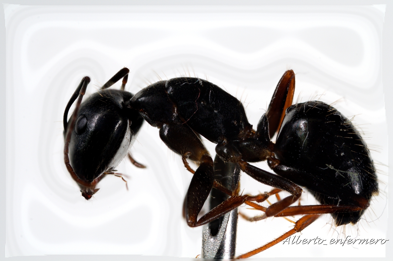 perfil apilado camponotus sp