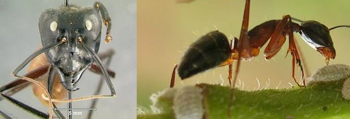 camponotus saundersi