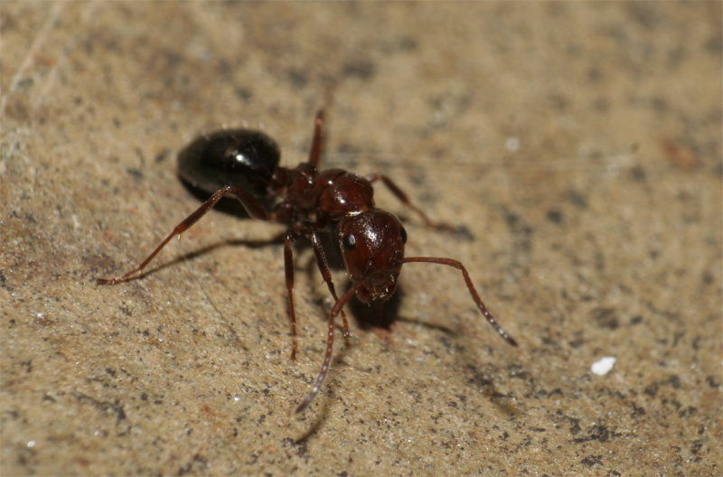 camponotus sp.