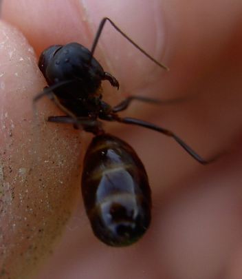 camponotus a identificar 3