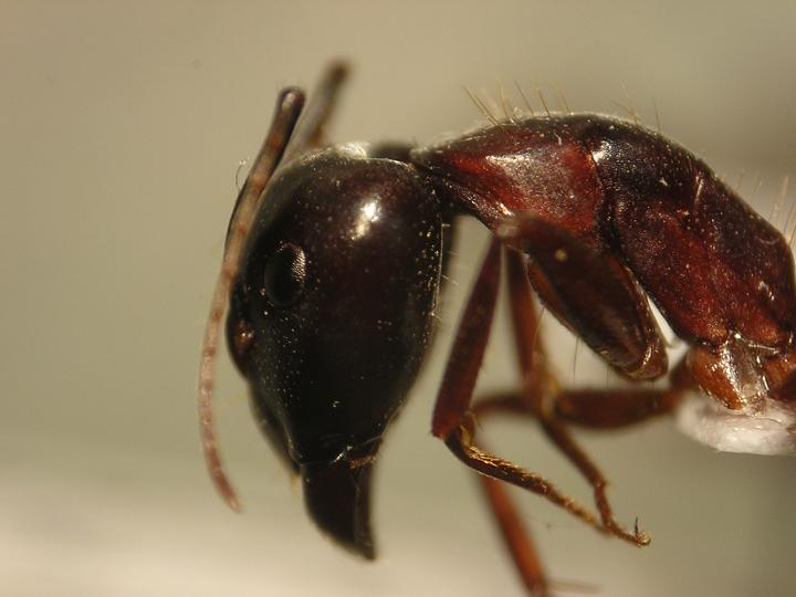 Camponotus �qu�?