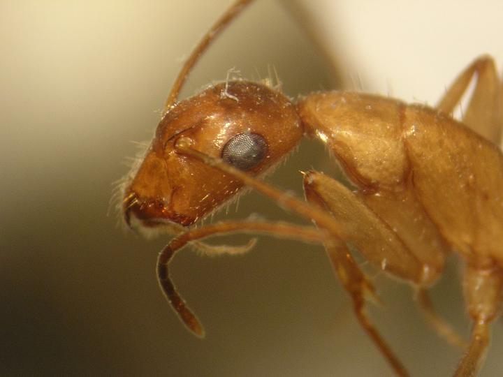 Camponotus �qu�?