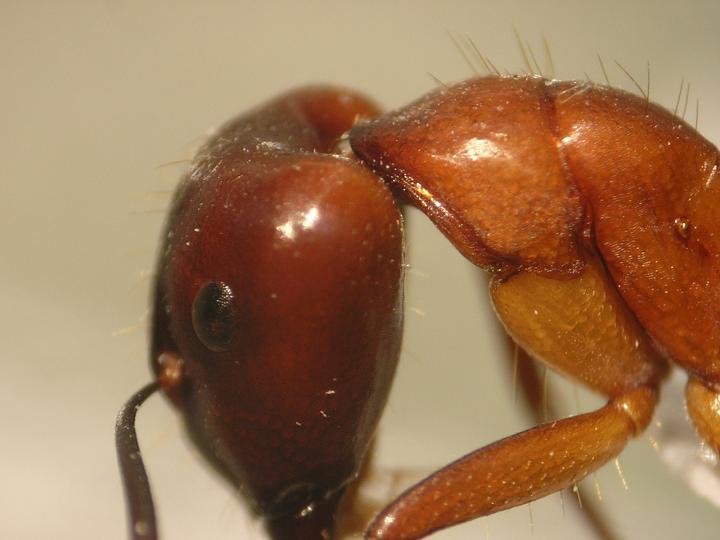 Camponotus �qu�?