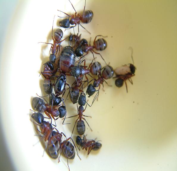 Componotus punctulatus