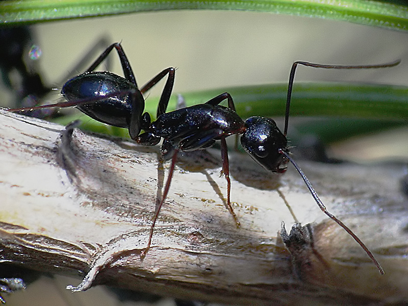 A identificar