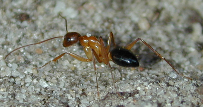 Camponotus 2