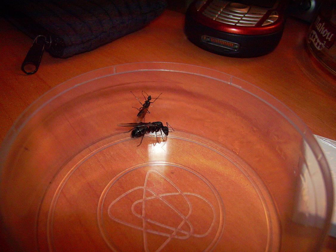macho y hembra de camponotus