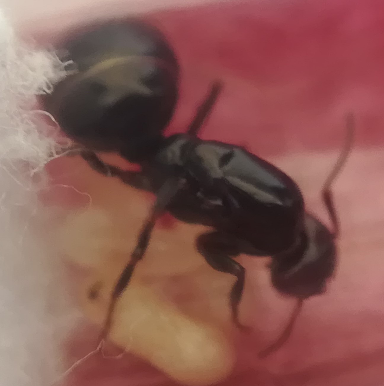 que camponotus es?