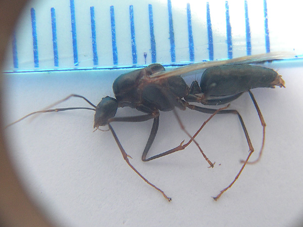Camponotus?