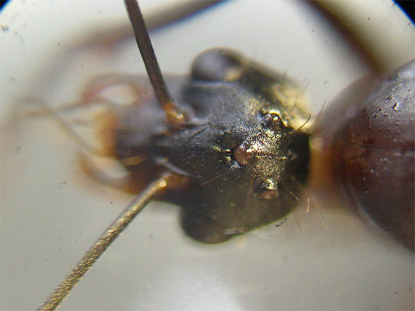 Camponotus?