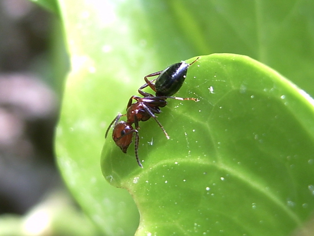 Camponotus en hoja