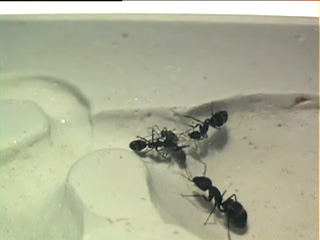 Camponotus comiendo un macho