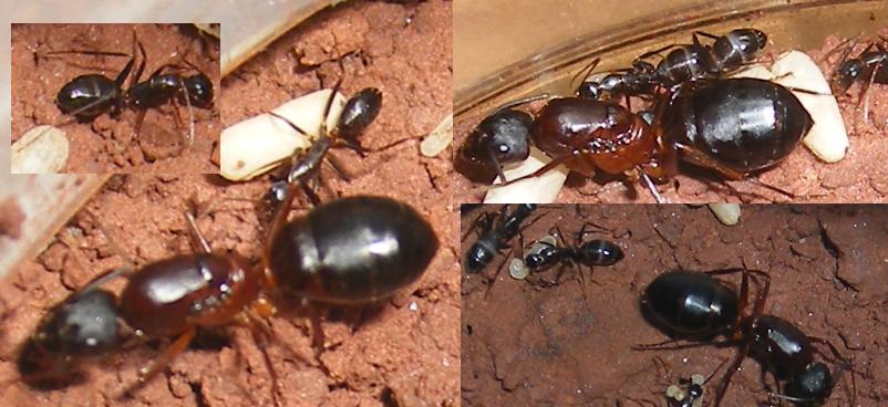 hormigas