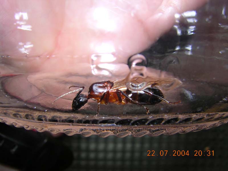 reina camponotus de racamubi