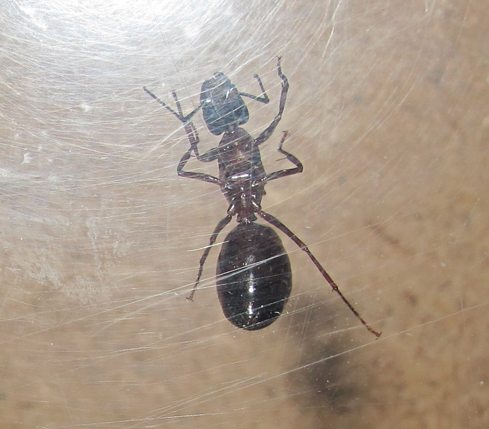 camponotus 2