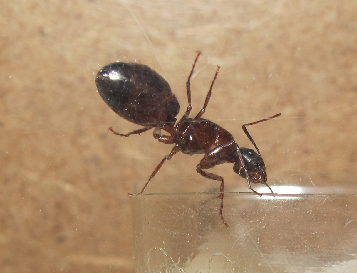 camponotus 3
