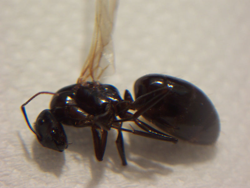 Camponotus. El Palmar (Murcia)
