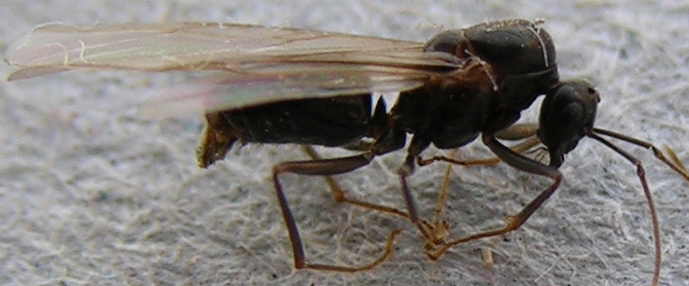 Aphaenogaster?