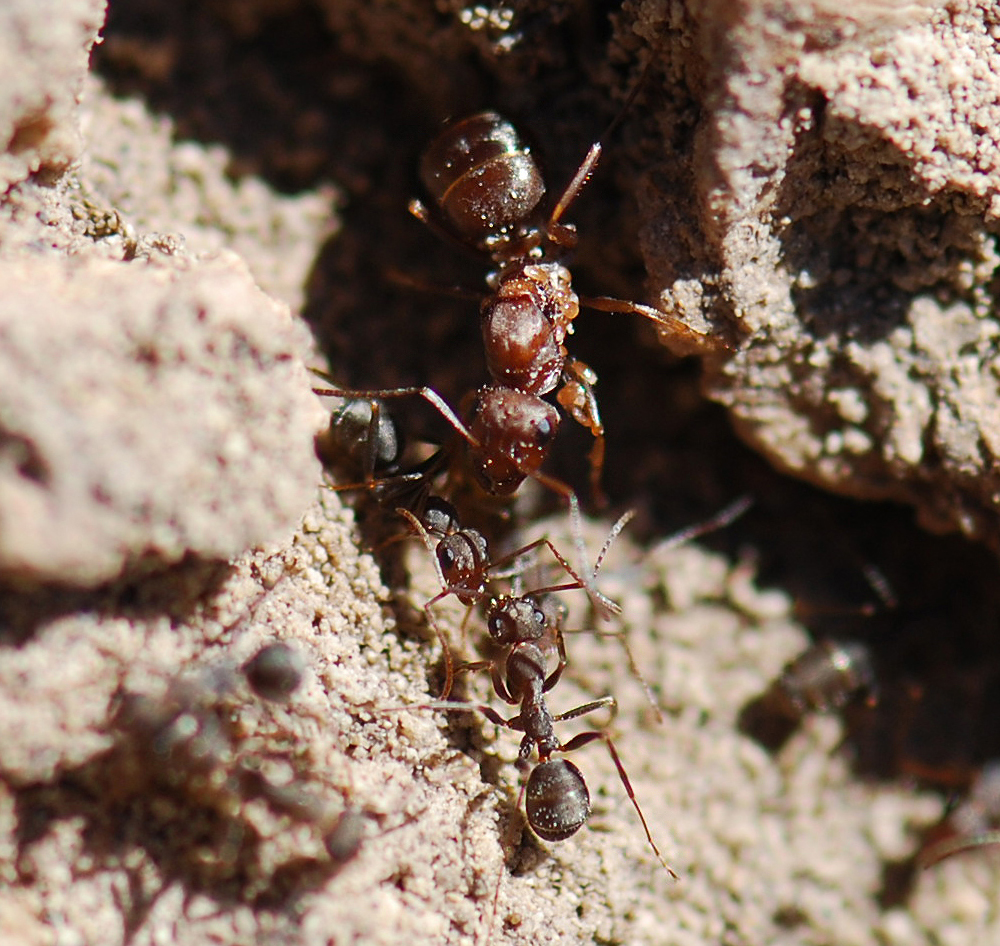 Camponotus ?  1/4