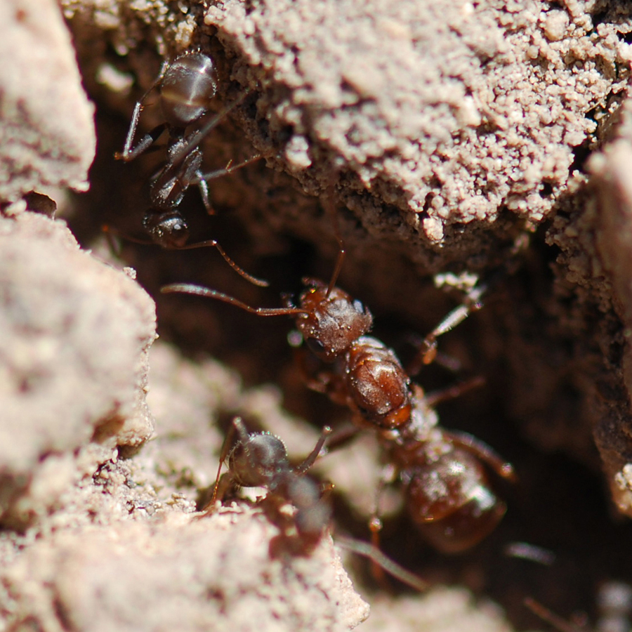 Camponotus ?  4/4