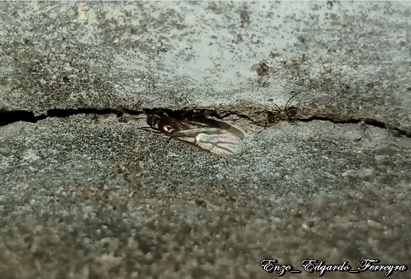 Nylanderia fulva
