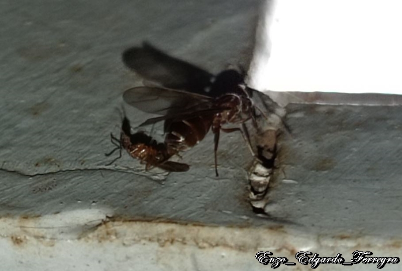 Nylanderia fulva