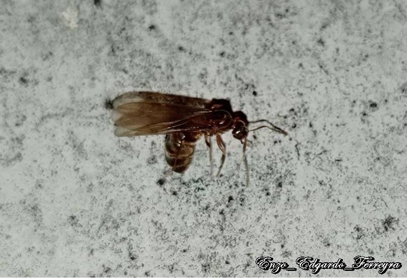 Nylanderia fulva
