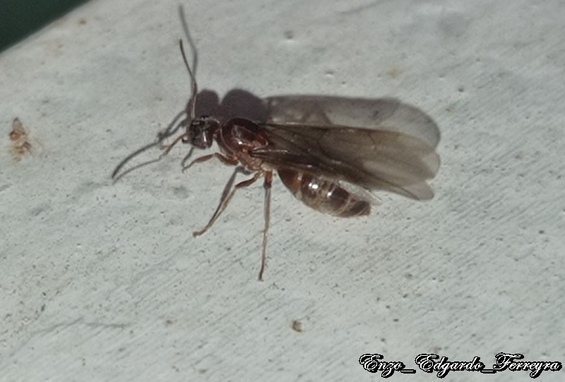 Nylanderia fulva