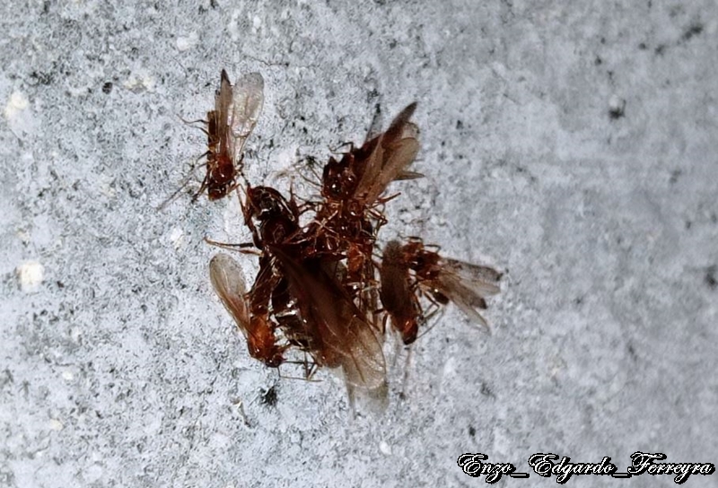 Nylanderia fulva