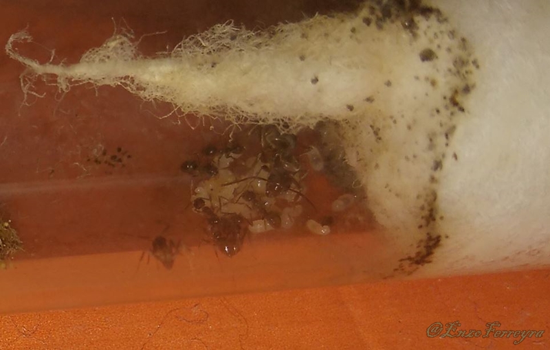 Nylanderia fulva