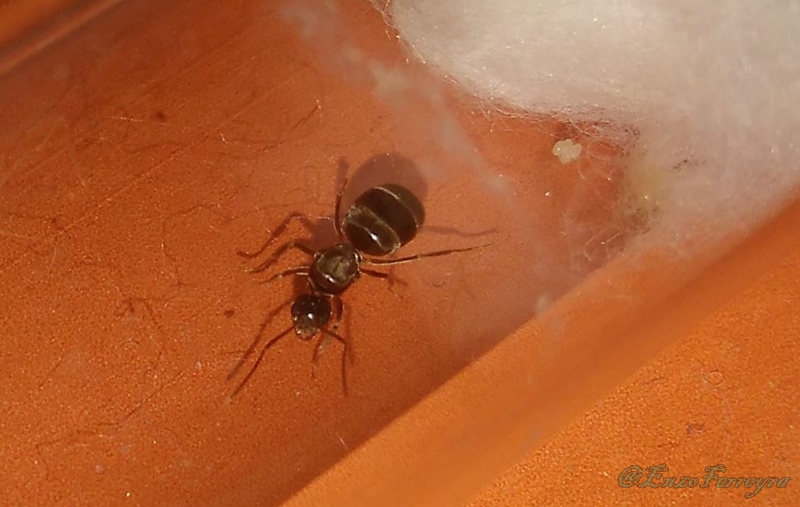 Nylanderia fulva