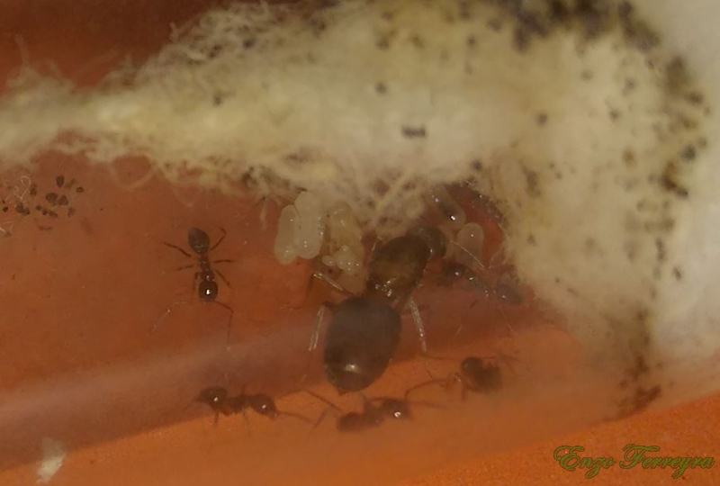 Nylanderia fulva