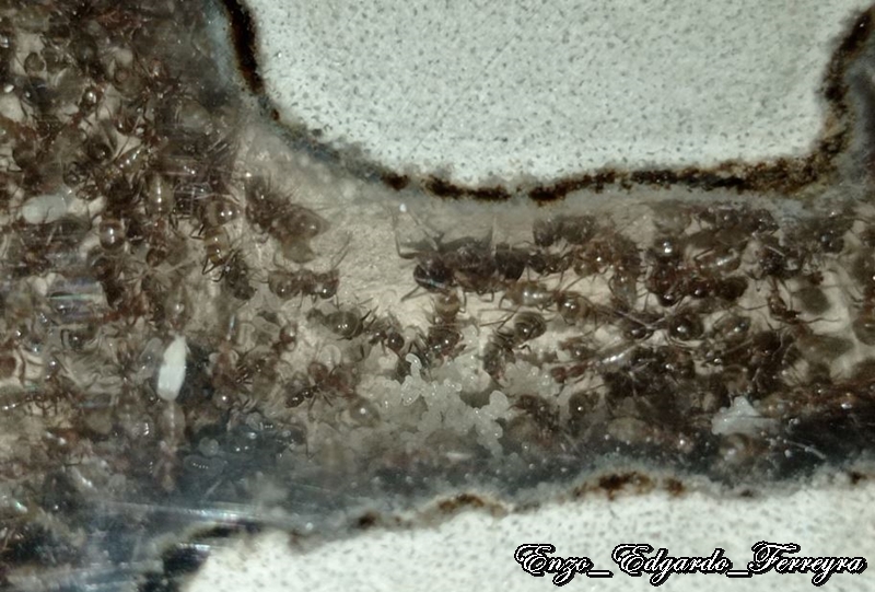 Nylanderia fulva
