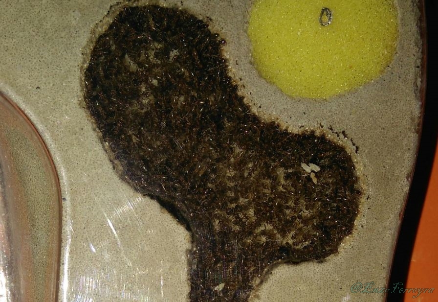 Nylanderia fulva