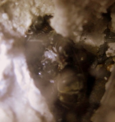 lasius hormiguero guillermo