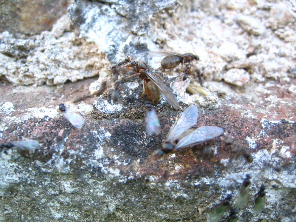 Lasius sp.