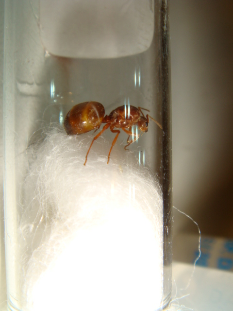 lasius
