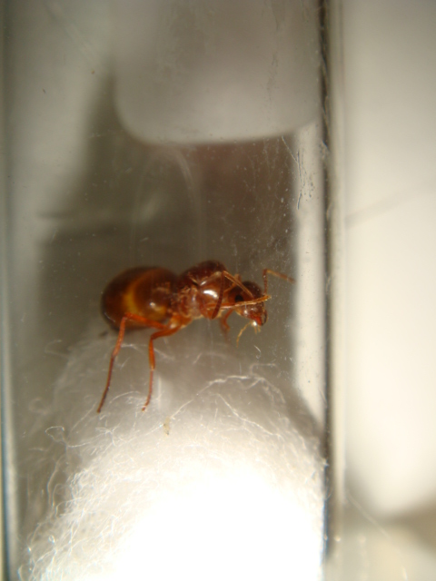 lasius
