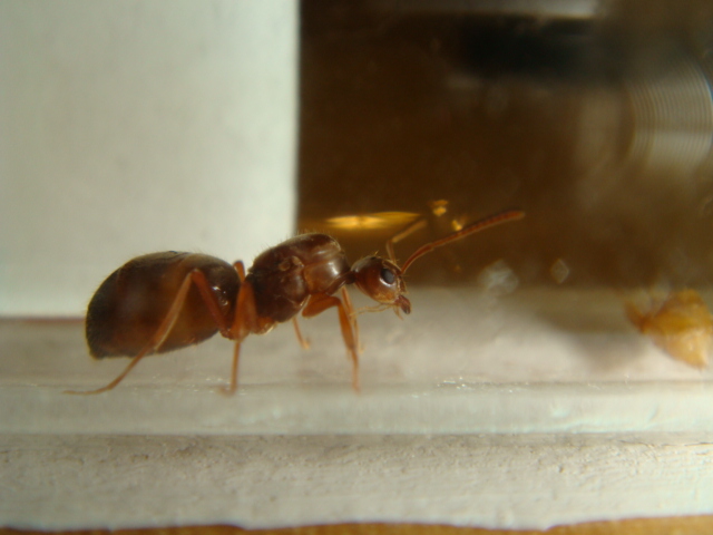 lasius
