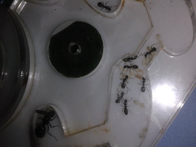 formica fusca
