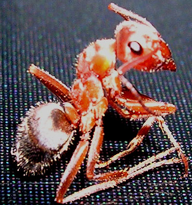 Formica francoeuri