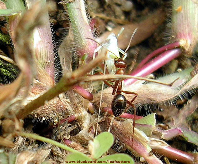Formica pallidefulva en NJ, USA