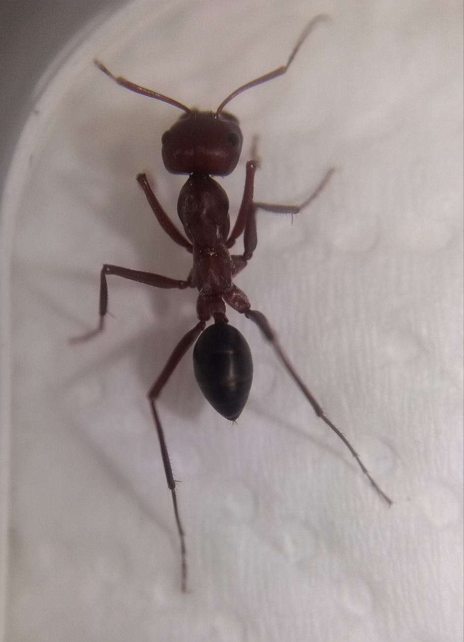 Cataglyphis Nodus